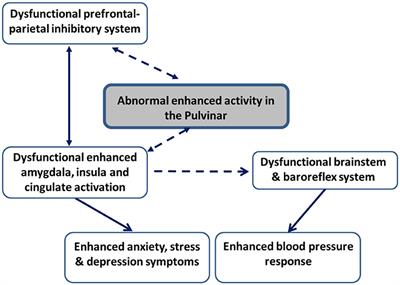 Emotion Regulation in Essential Hypertension: Roles of Anxiety, Stress, and the Pulvinar